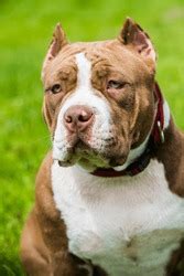 Image result for Dog CPR Algorithm