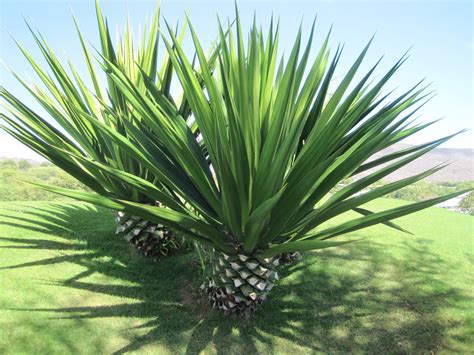 Guía completa y cuidados expertos del Agave sisalana para jardines y ...