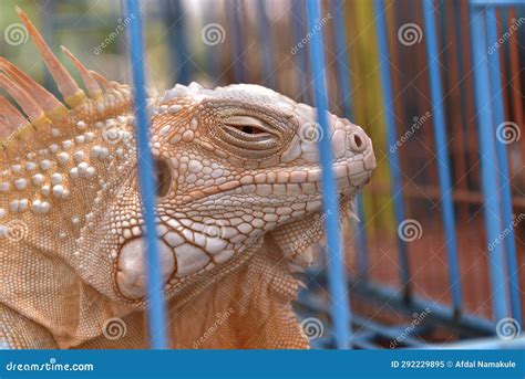 Green Iguana Reptile in a Cage Photographed at Close Range Stock Image ...