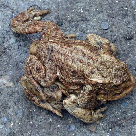 This Common toad is now considered to be an invasive species – The ...