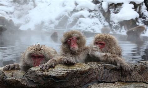 Why Japan Zoo Killed 57 Of Its Monkeys - जापान ने अपने चिड़ियाघर के 57 ...