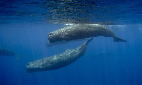Wild, dangerous & top 10 animals in Haiti 2026
