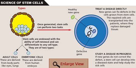 Stem cell dilemma