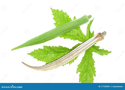 Lady Finger, Vegetable stock image. Image of agriculture - 17120961