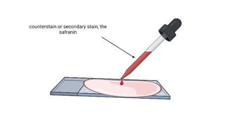 Preparation Gram Stain 的图像结果