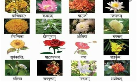 Collect the pictures of various plants and write their name in Sanskit ...