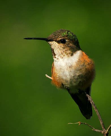 Image result for Hummingbird Humming