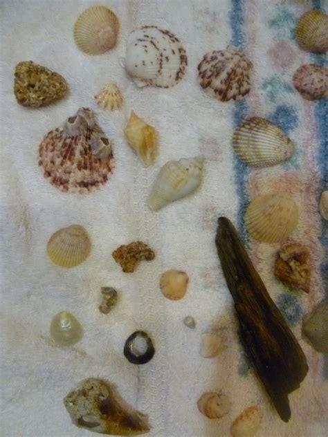 Sea Shells Collecting 的图像结果