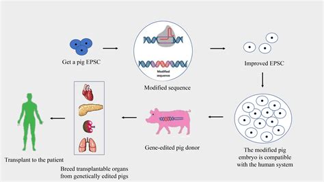 Frontiers | Cutting edge of genetically modified pigs targeting complement activation for ...