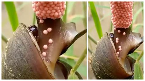 Evolution: How a snail lays eggs