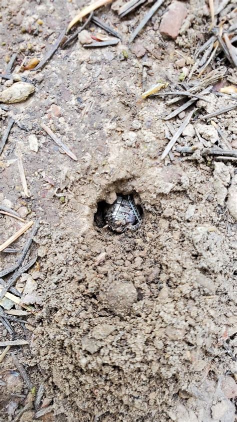 Image result for Insect V Insect