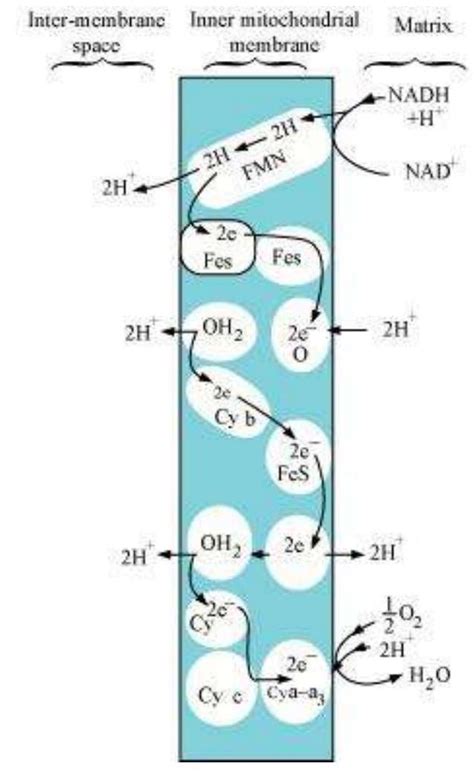 SATHEE: Chapter 14 Respiration In Plants Exercises