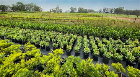 Downes Wholesale Nursery | Wholesale Plants Sydney