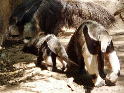 Anteater Eating Ants - DesiComments.com