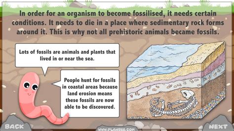 Formation of Fossils 的图像结果