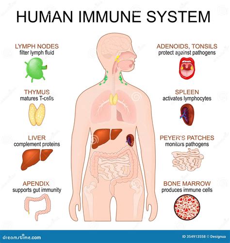 Image result for Human Immunity System