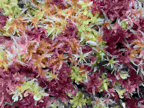 The Sphagnum Shop - Home