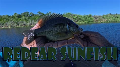 Image result for Shellcrackers On Bottom