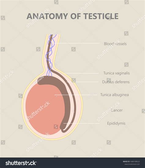 Testicles Anatomy Testicle Illustration Cross Section Stockillustration ...