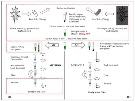 In Situ Dark Adaptation Enhances the Efficiency of DNA Extraction from ...