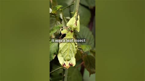 Image result for Alien Bug Queen Hive