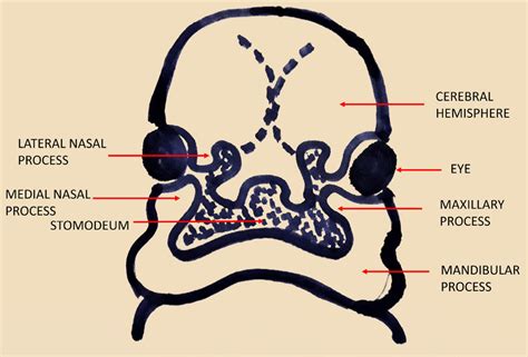 Embryonic Facial Development 的图像结果