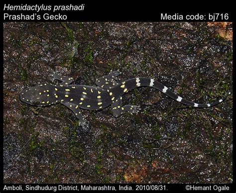 Hemidactylus prashadi Smith, 1935 - Prashad’s Gecko | Reptiles