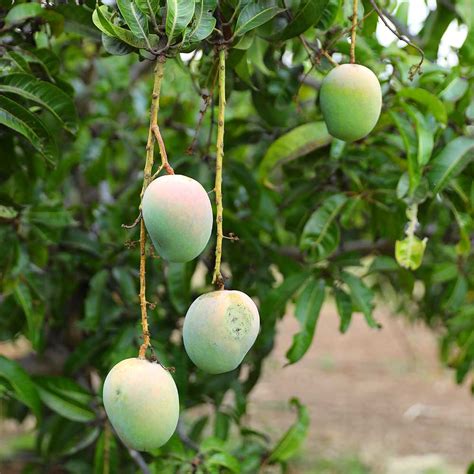 Natural Farming With Zero Budget Really Possible? - Hebbevu Fresh