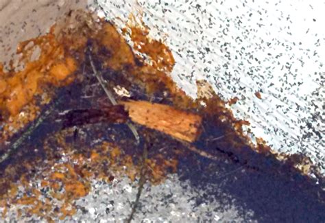 Image result for Springtail vs Termite