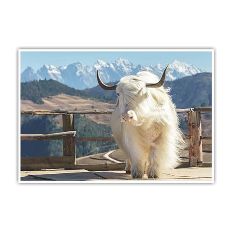Anne Print Solutions® Domestic Yak Animal Poster (Without Frame) for ...