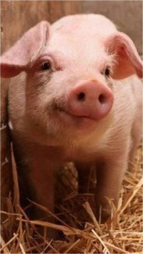 9 Wild animals known for their intelligence