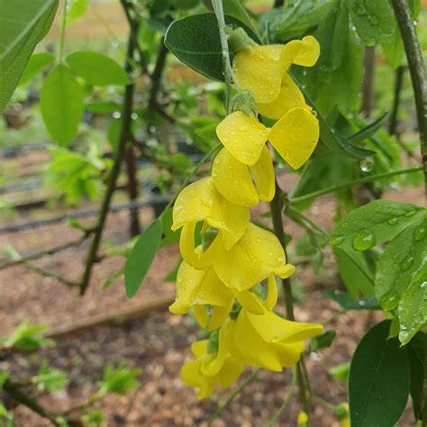 Laburnum alpinum Pendulum - Weeping Scotch Laburnum