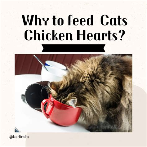 Feeding your cat Chicken Hearts - www.barfindia.com