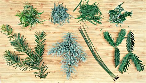 Foraging White Pine: A Guide To The Tree’s Edible Parts