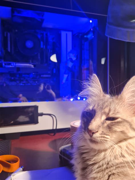 Cat improves FPS +40% : r/pcmasterrace