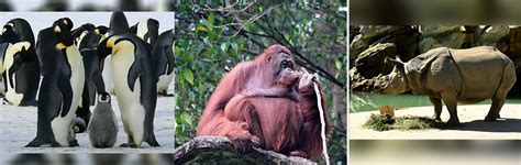 Vaquita to Emperor Penguins, 5 animal species you won't see in the next ...