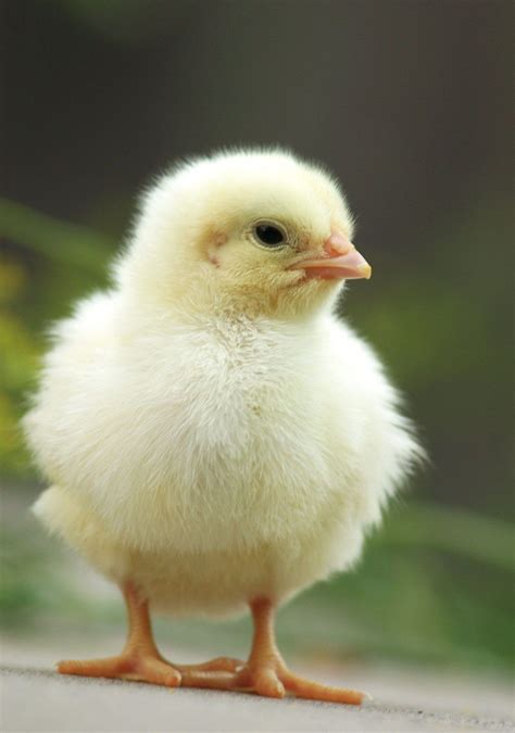 Cute baby chicks photography ideas. Domestic animals pictures and young ...