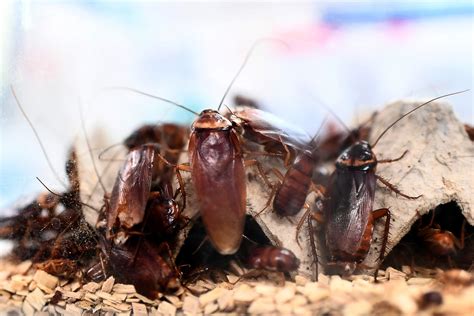 Valentine's Day Gifts for Your Exes: Name a Cockroach After Them for a ...