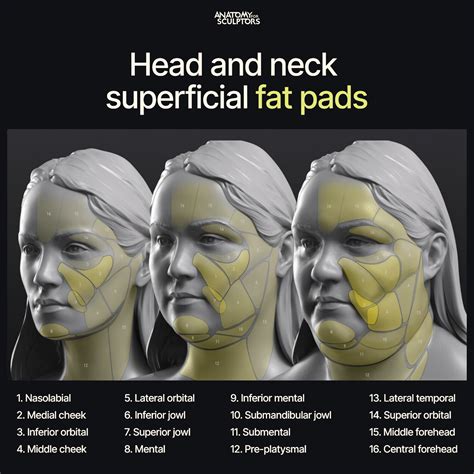 Anatomy For Sculptors - Head and neck superficial fat pads