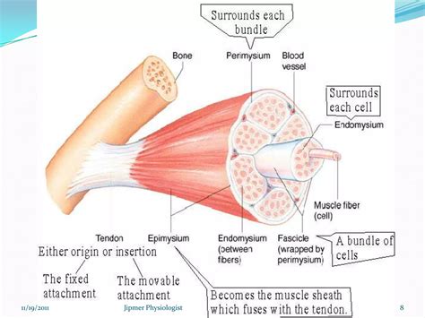 Image result for Skeletal Muscle Function