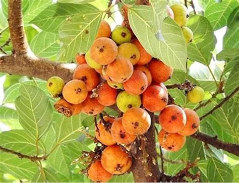 5 Ficus Racemosa Live Plants, Cluster Fig Plants, With Phytosanitary ...