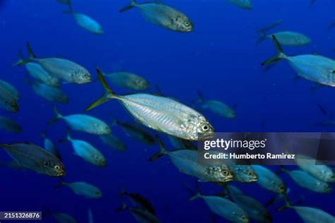 Image result for Blue Runner Fish Speed Video
