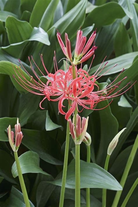 How to Grow Spider Lily