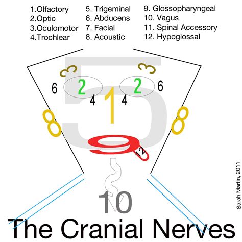Cranial Nerves Drawing Face - Drawing Tips Guide