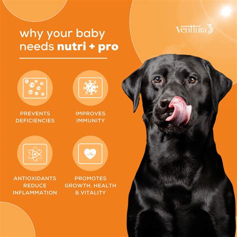 Venttura: Nutri+ Pro Chewable Tablets for Dogs – ShakeHands
