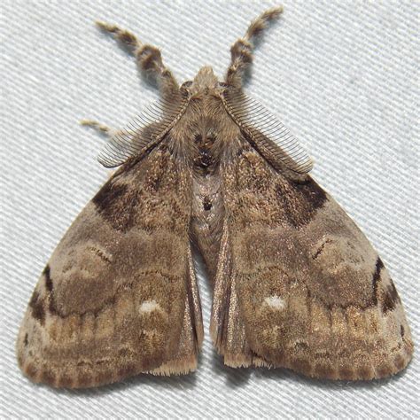 White-marked Tussock Moth (Lepidoptera of Myles Standish State Forest ...