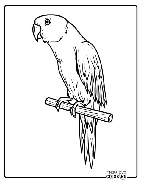 Image result for Parrot Coloring Pages