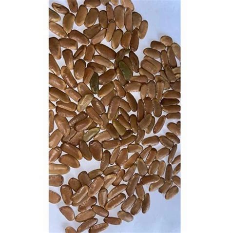 Fodder Seeds - Cofs 29 Fodder Seed Manufacturer from Chikkaballapur