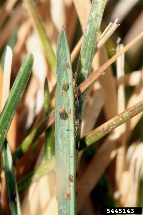 NCSU PDIC: Clover mites: The other spider mites