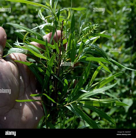 interior sandbar willow (Salix interior) Plantae Stock Photo - Alamy